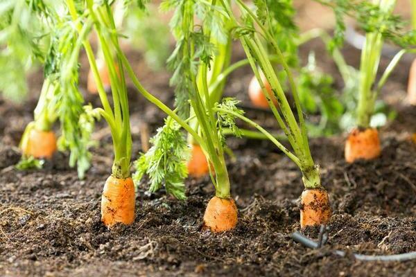carrots cultivation and care