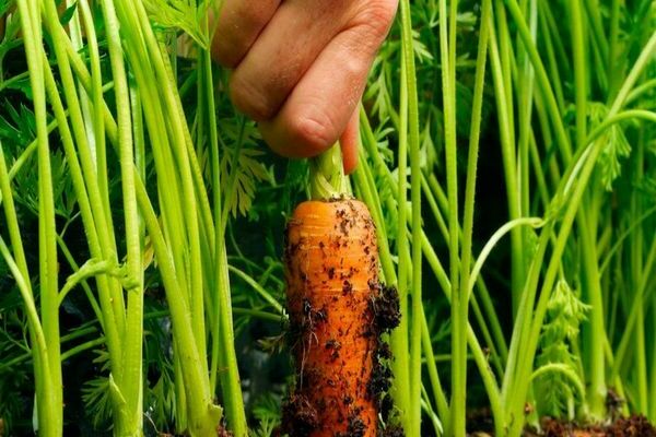 тайни на отглеждане на моркови