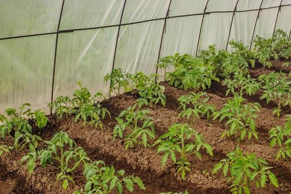 Growing tomatoes in a greenhouse: when to start planting seeds for seedlings