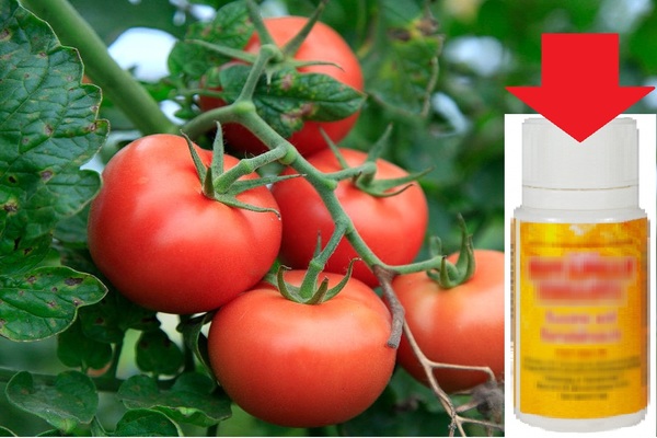 Какво е полезно за хранене на домати с янтарна киселина?