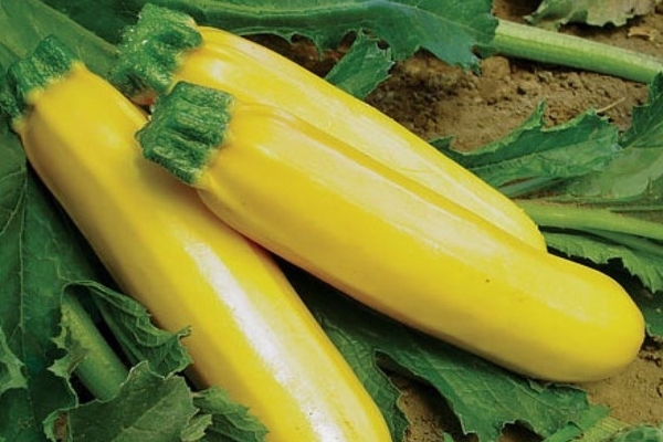 zucchini variety