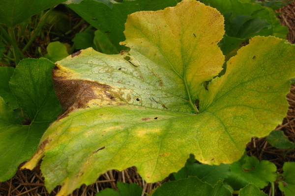 yellow pumpkin leaves