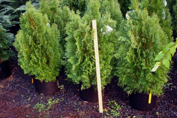 thuja folded goldie