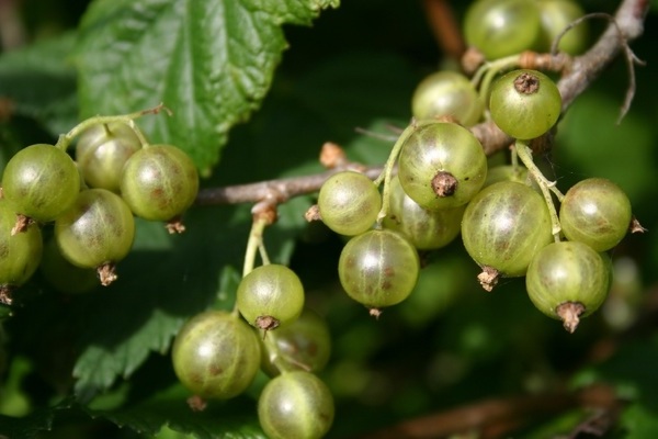 Зелено френско грозде: сортове