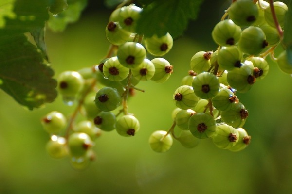 Green currant: description of the variety, differences from other species