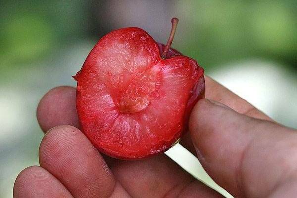 cherry plum variety