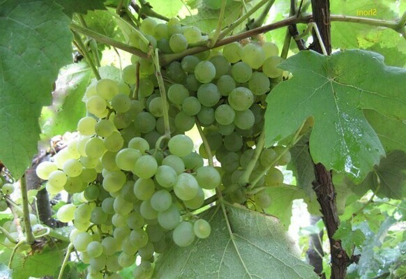 American grape selection