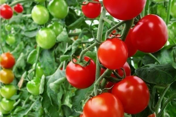 nitrogen fertilizers for tomatoes