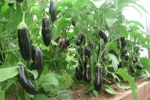 eggplant black prince