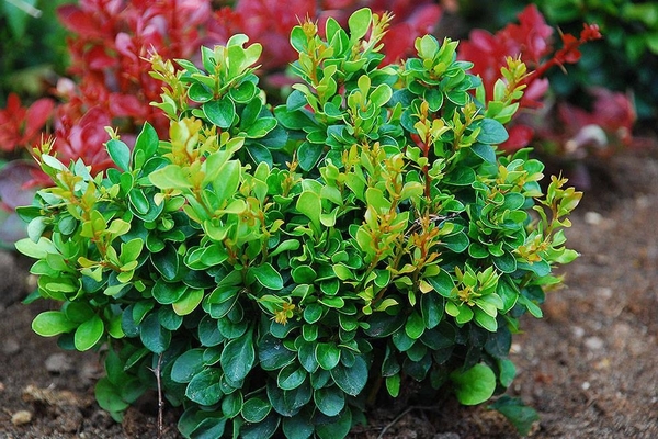 ảnh giống barberry