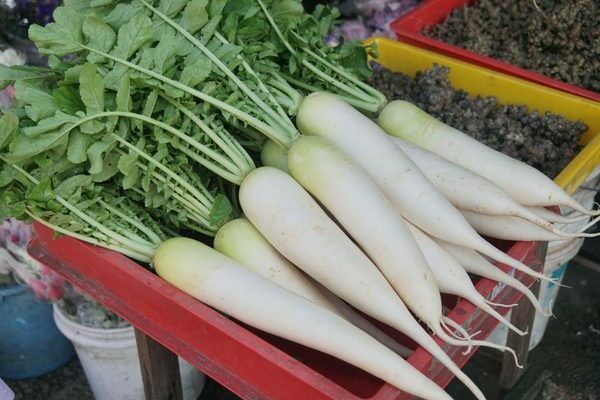 White carrots: how pigments are useful