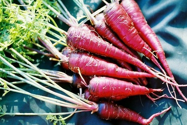 Purple carrots: varieties