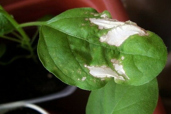 The leaves of the seedlings of peppers turn white