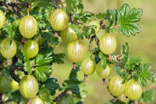 varietà di uva spina zucchero bielorusso