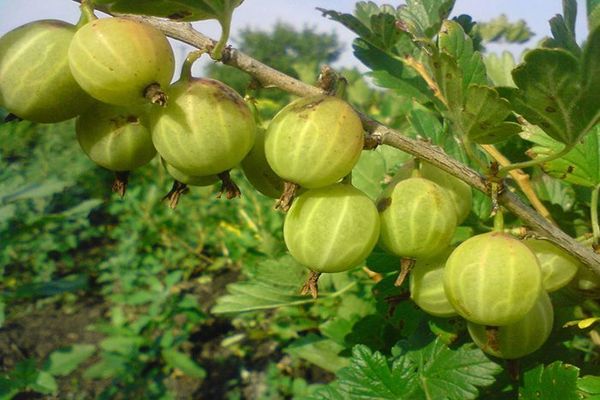 Grado di zucchero bielorusso