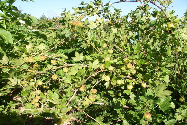 berry gooseberry