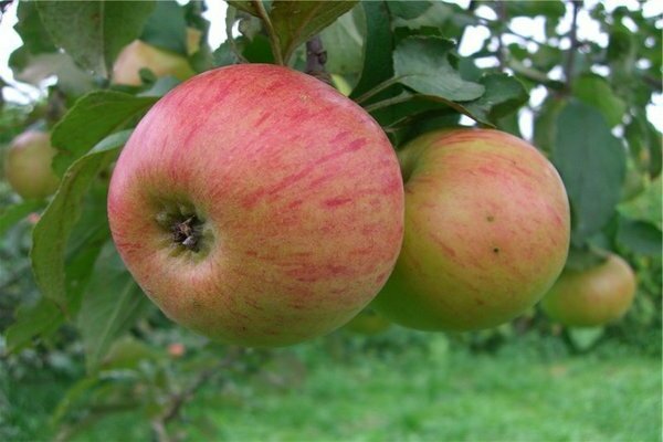 Apple tree Medunitsa