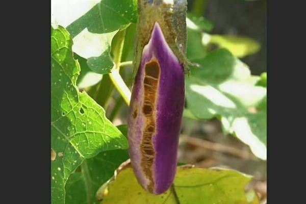 Bacterial diseases eggplant: description, photo, treatment
