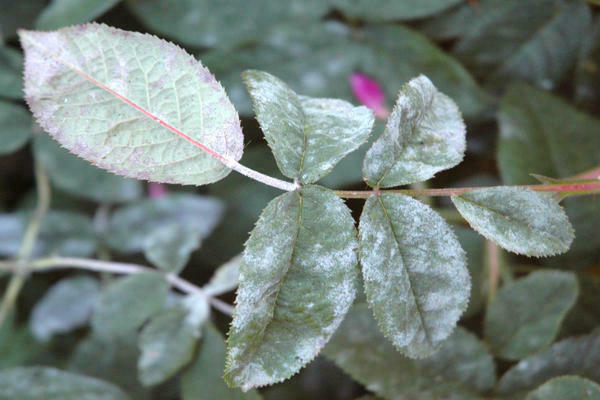 Diseases of roses: powdery mildew