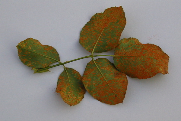 Malattie delle rose: descrizione e trattamento della ruggine rosa