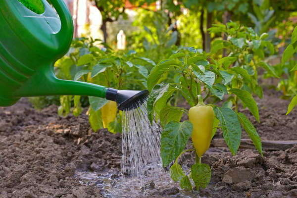 Cum se hrănește ardeiul după plantare