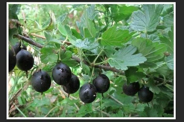 Черно цариградско грозде: снимка, основна информация