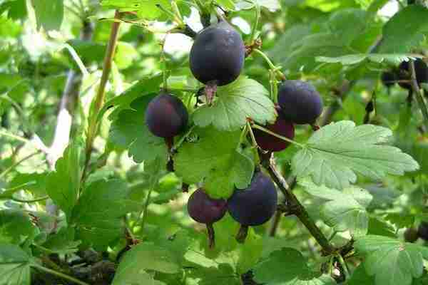 Черно цариградско грозде: отличителни черти
