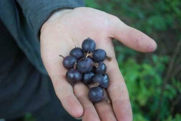 Черно цариградско грозде: сортове, техните полезни свойства