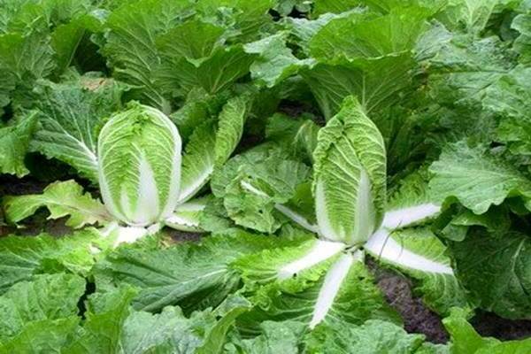 paglilinang ng Chinese cabbage