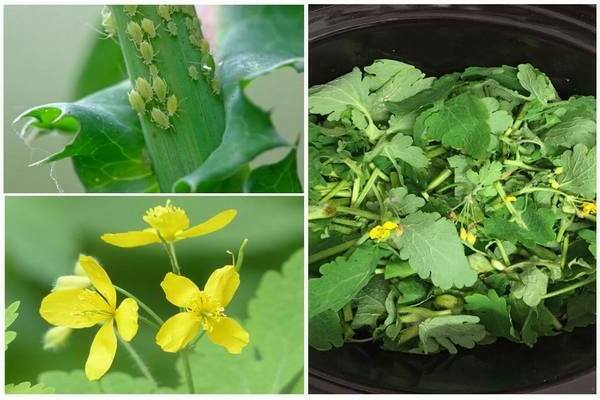 Celandine from aphids: mechanism of action on pests