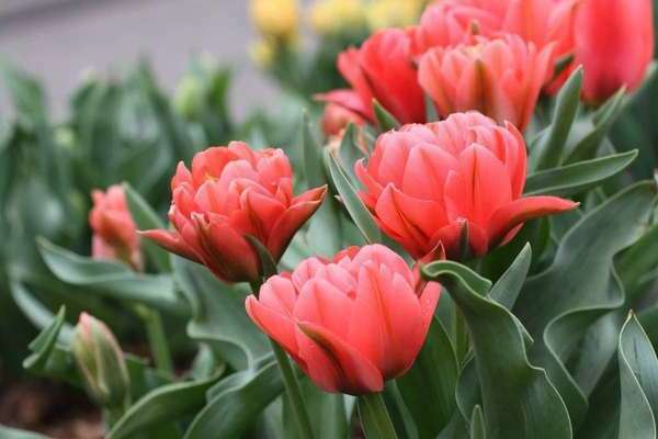 Terry tulips