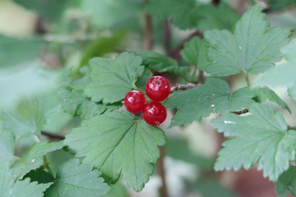 foto decorativa di ribes