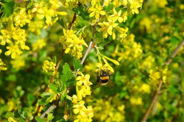 ribes decorativo