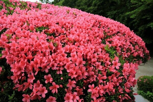 azalea da giardino