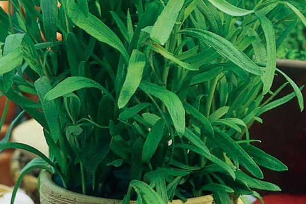 aplikasi tarragon