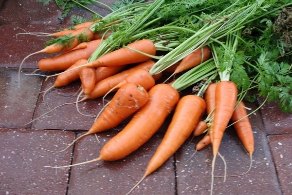 mini carotte