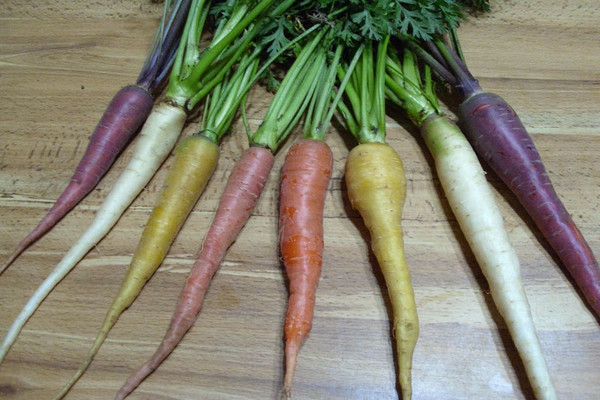 varieties of purple carrots with photos and descriptions