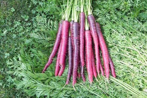 лилави моркови