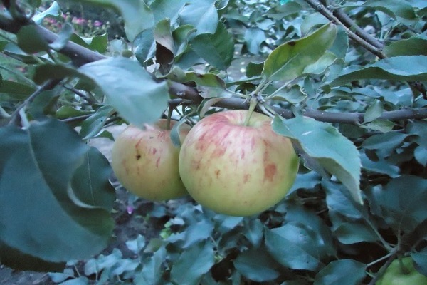 cây táo Medunitsa