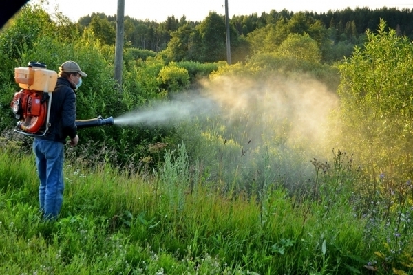 مبيدات الأعشاب المطحونة ضد الحشائش: العلاج