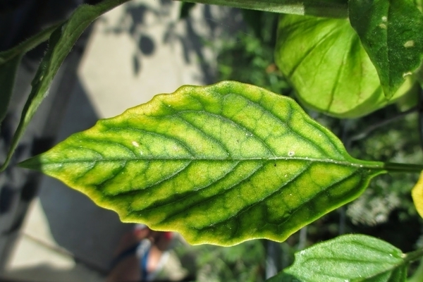 la chlorose des plantes provoque