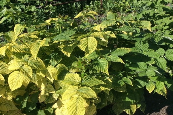 foto di clorosi delle piante