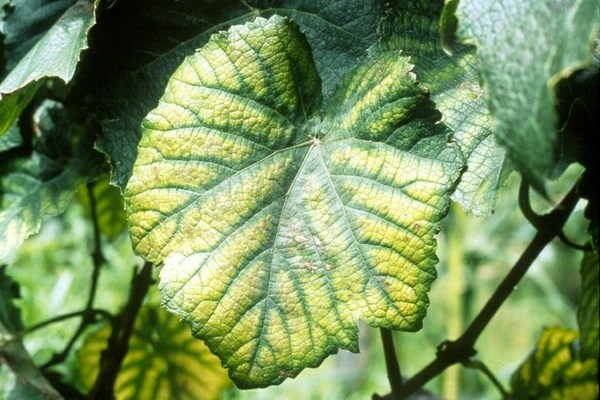 chlorose chez les plantes comment traiter