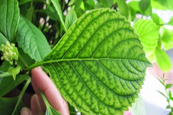 พืช chlorosis สาเหตุและการรักษาภาพ