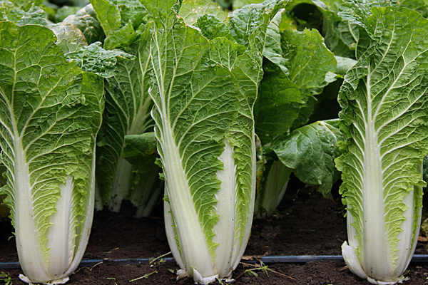 paglilinang ng Chinese cabbage