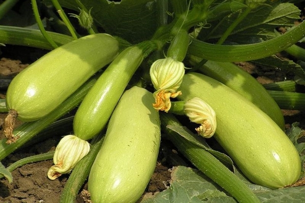 zucchini variety iskander