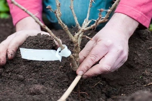 trapianto di uva spina