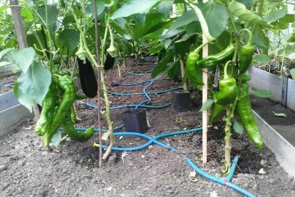How to water peppers in a greenhouse