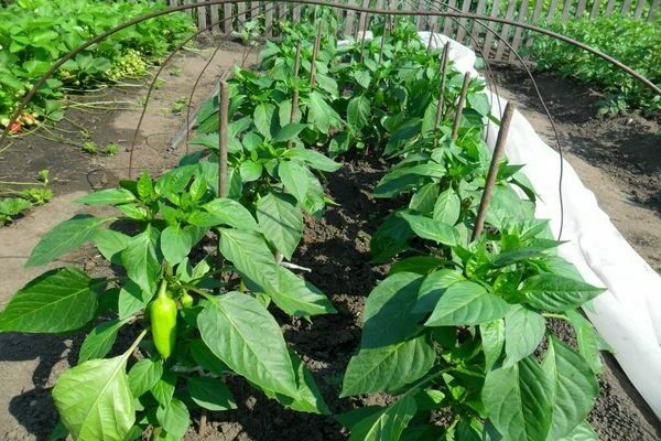 how to plant pepper in open ground
