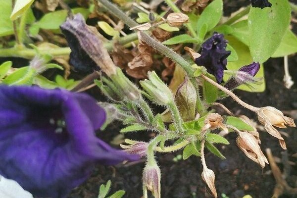 hvordan du samler petunia frø